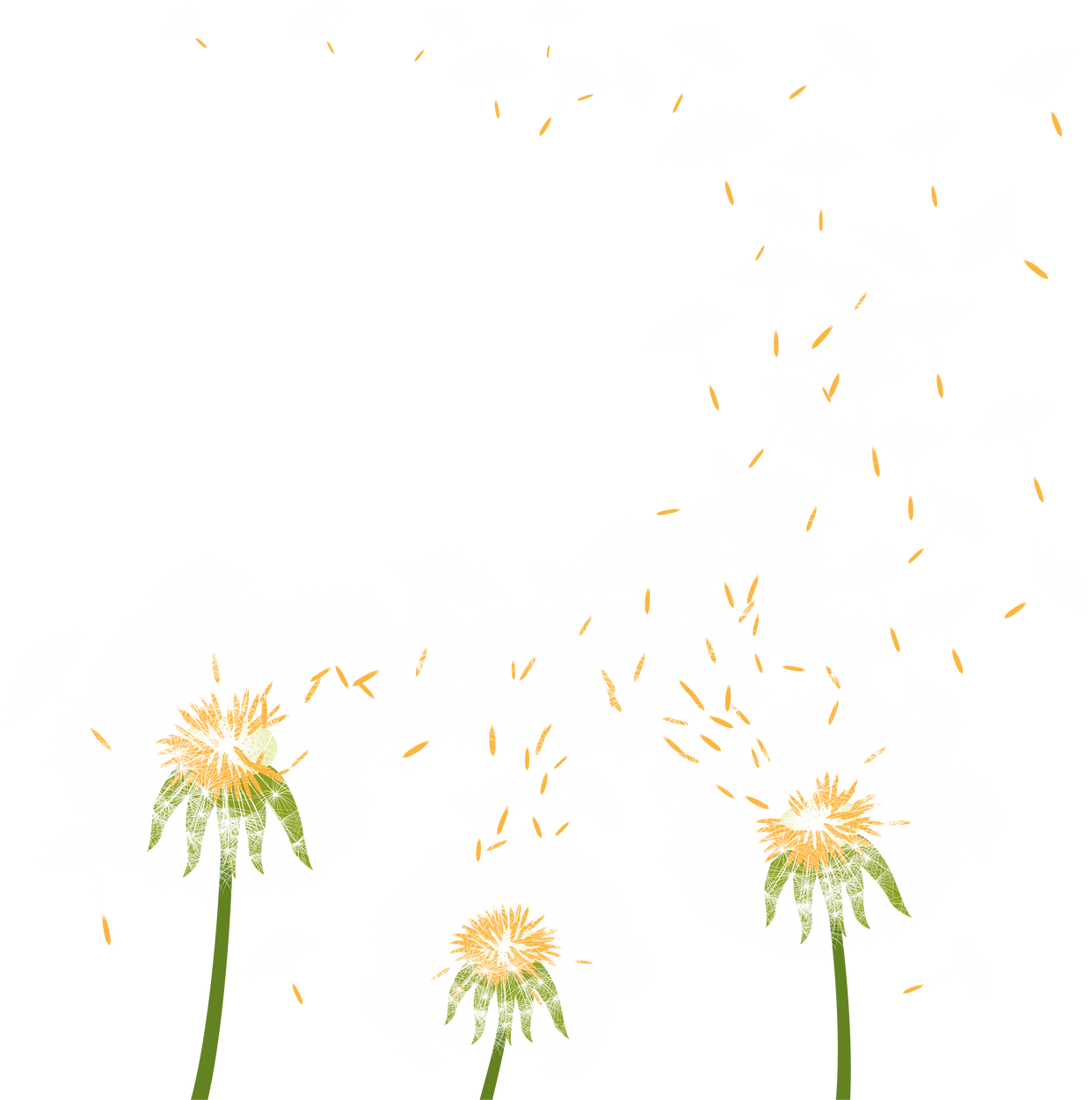 Dandelion flowers